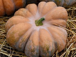 Fairytale pumpkin