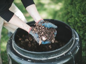 Fresh compost from a compost bin