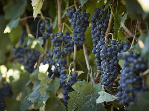 Petit Verdot grapes hanging on vines