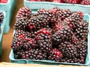 Marionberries in pint containers