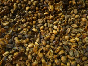 Full Frame Shot Of Unroasted Coffee Beans