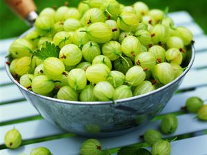 Green gooseberries in a bowl