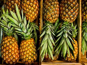 High angle view of pineapples