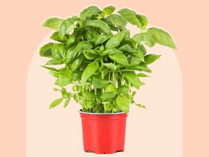 A lush basil plant potted in a red container