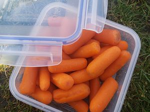 Popit! Plastic Food Storage Container filled with baby carrots