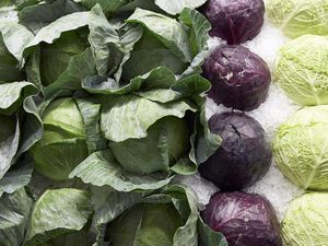 Many Types of Cabbages