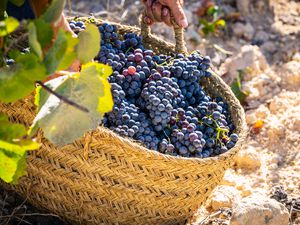 A straw basket of red grapes that have been picked from a vineyard. There is a hand holding the basket as well as a couple of big leaves from the trees in the foreground.