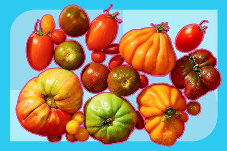 Lots of different types of tomatoes, including heirlooms, Romas, and cherry tomatoes