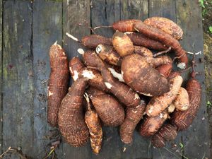 Yuca root on a table