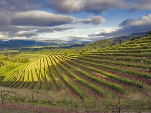 Napa Valley Vineyards